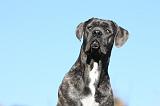 CANE CORSO 964